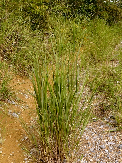 {Panicum virgatum}